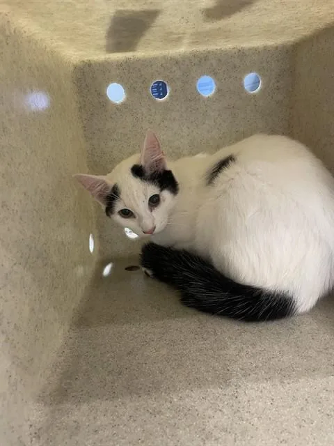 A young large-sized female Domestic Short Hair cat named Zohara for adoption in Tallahassee, FL