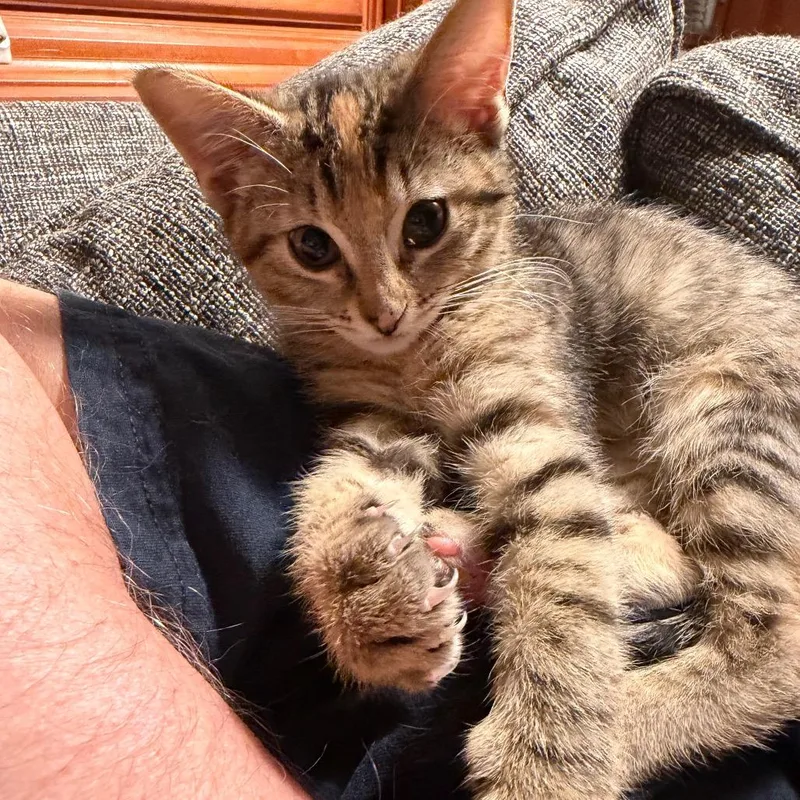 A baby small-sized female Domestic Short Hair cat named Tory for adoption in Portage, MI