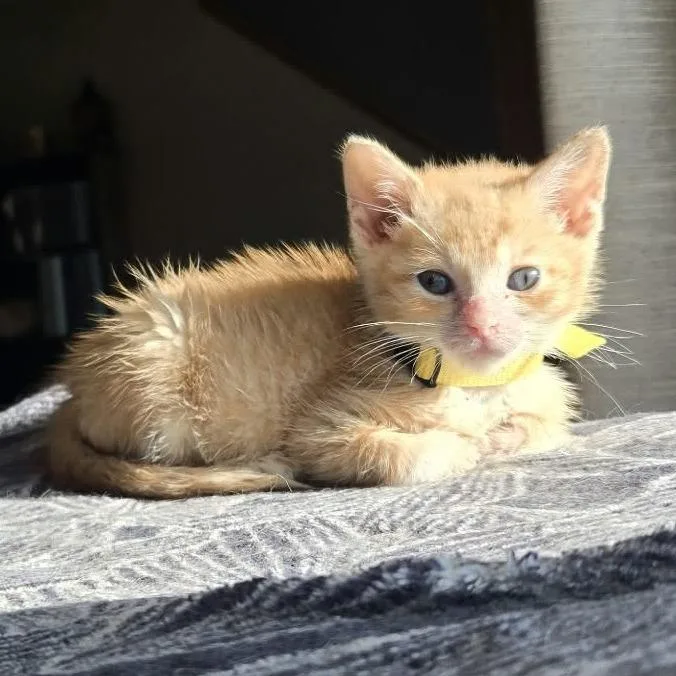 A baby small-sized female Domestic Short Hair cat named Kiwi for adoption in West Olive, MI