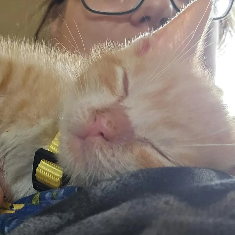 Kiwi thumbnail 3