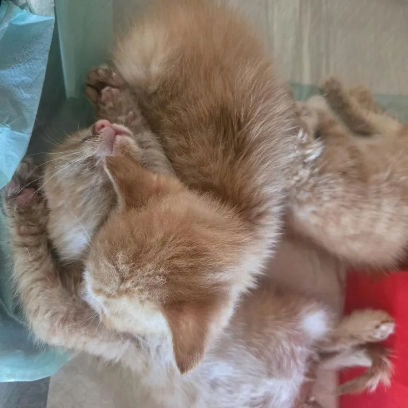 Kiwi thumbnail 5