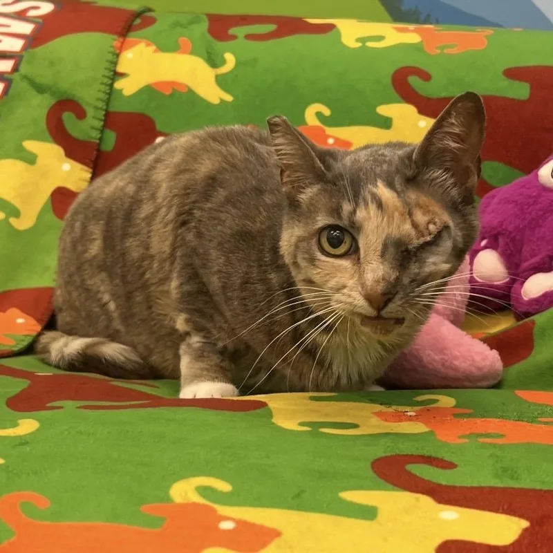 A senior medium-sized female Torbie Domestic Short Hair cat named Kokopelli for adoption in Los Angeles, CA