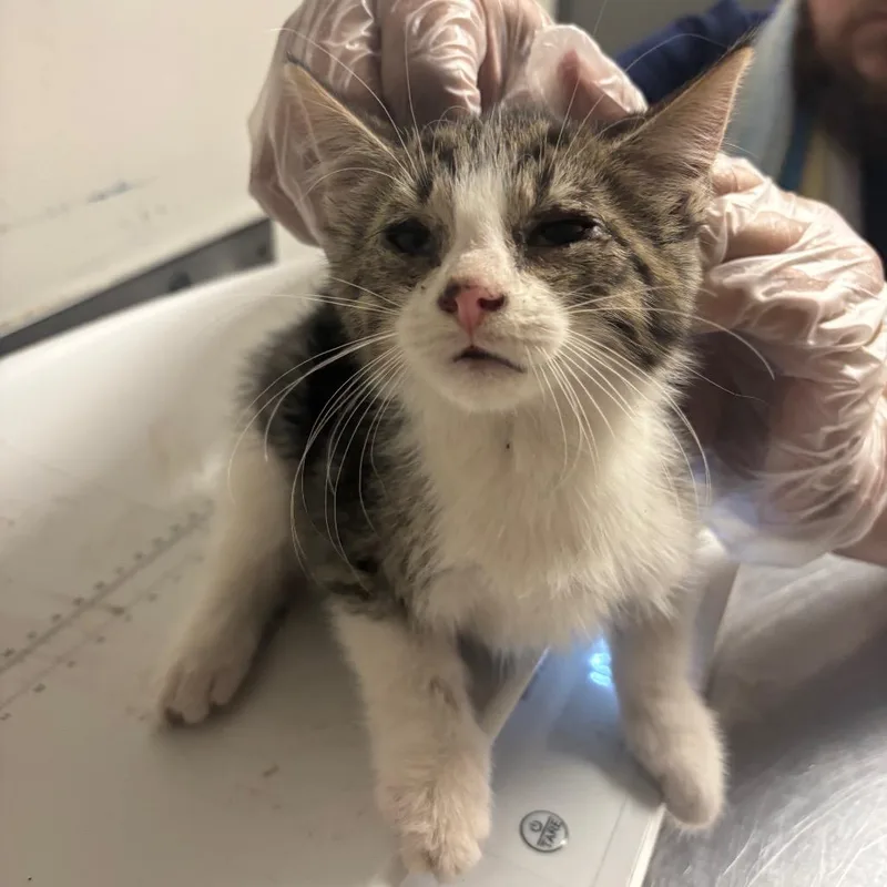 A baby small-sized male Gray / Blue / Silver Domestic Short Hair cat named Templeton for adoption in Charleston, WV