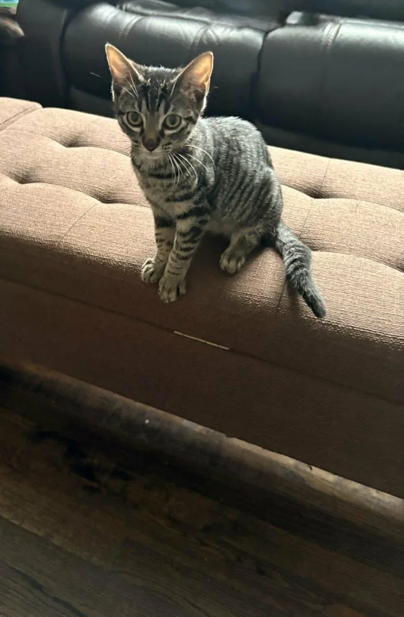 A baby medium-sized female Tabby (Brown / Chocolate) Domestic Short Hair cat named Jazzy for adoption in Houston, TX