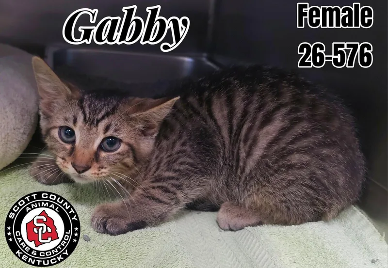 A baby small-sized female Domestic Short Hair cat named Gabby for adoption in Georgetown, KY