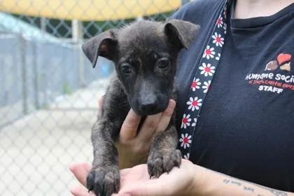 An adult small-sized female Mixed Breed dog named Kale for adoption in Brunswick, GA
