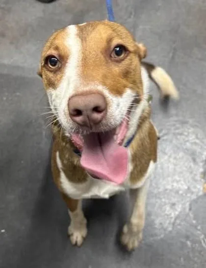 An adult medium-sized female Golden Australian Shepherd dog named Happy for adoption in Munfordville, KY