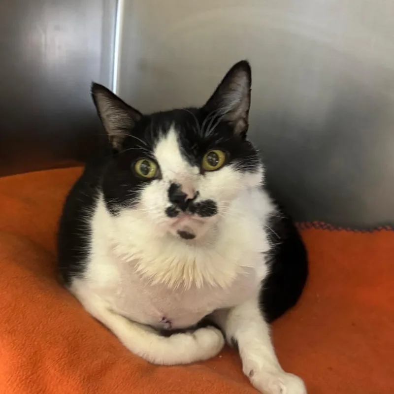 A senior large-sized male Black Domestic Short Hair cat named Emergency Contact for adoption in York, PA
