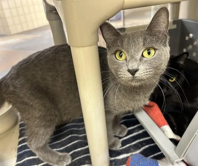 A young medium-sized female Domestic Short Hair cat named Selene for adoption in Springfield, MA