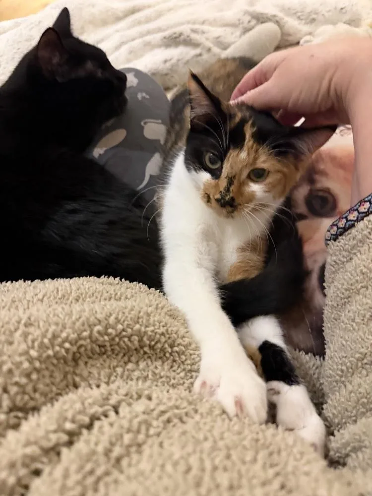 A baby small-sized female Calico cat named Pez Exotic Flavors: Asian for adoption in Warren, CT