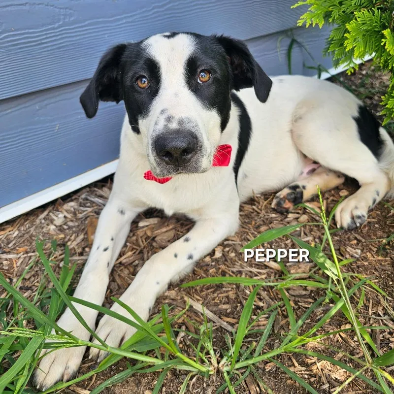 Pepper