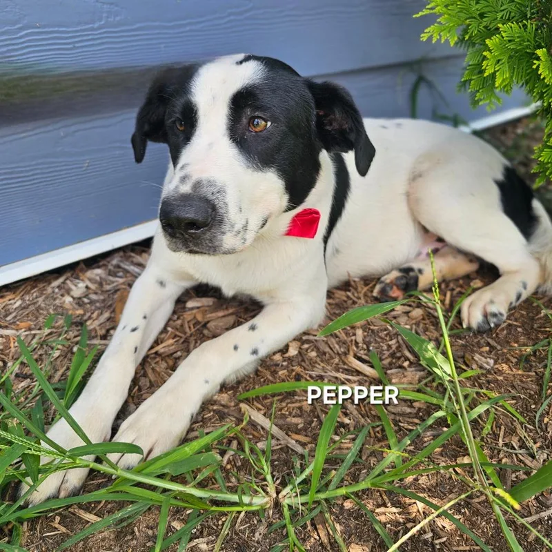Pepper thumbnail 2