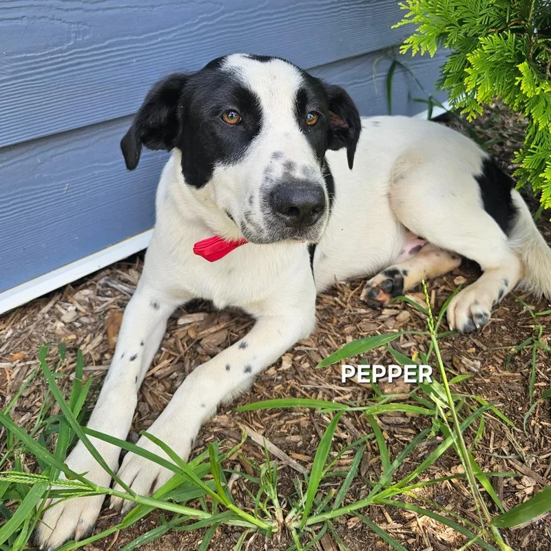 Pepper thumbnail 3