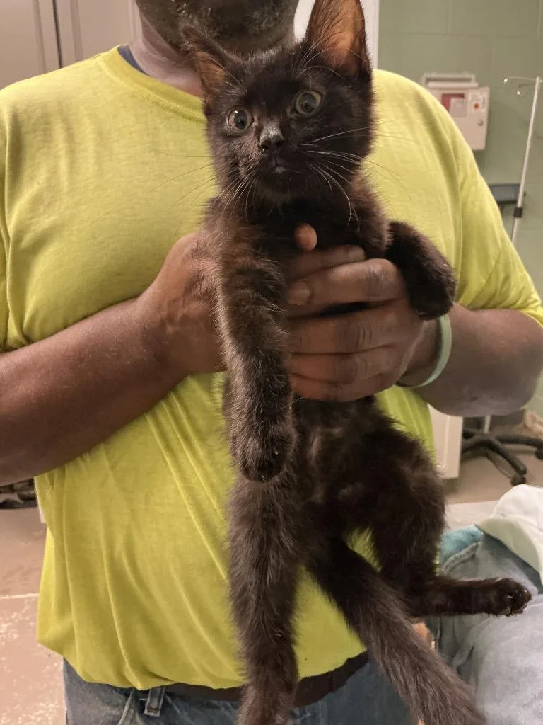 A baby small-sized male Abyssinian cat named Damien for adoption in Dyersburg, TN