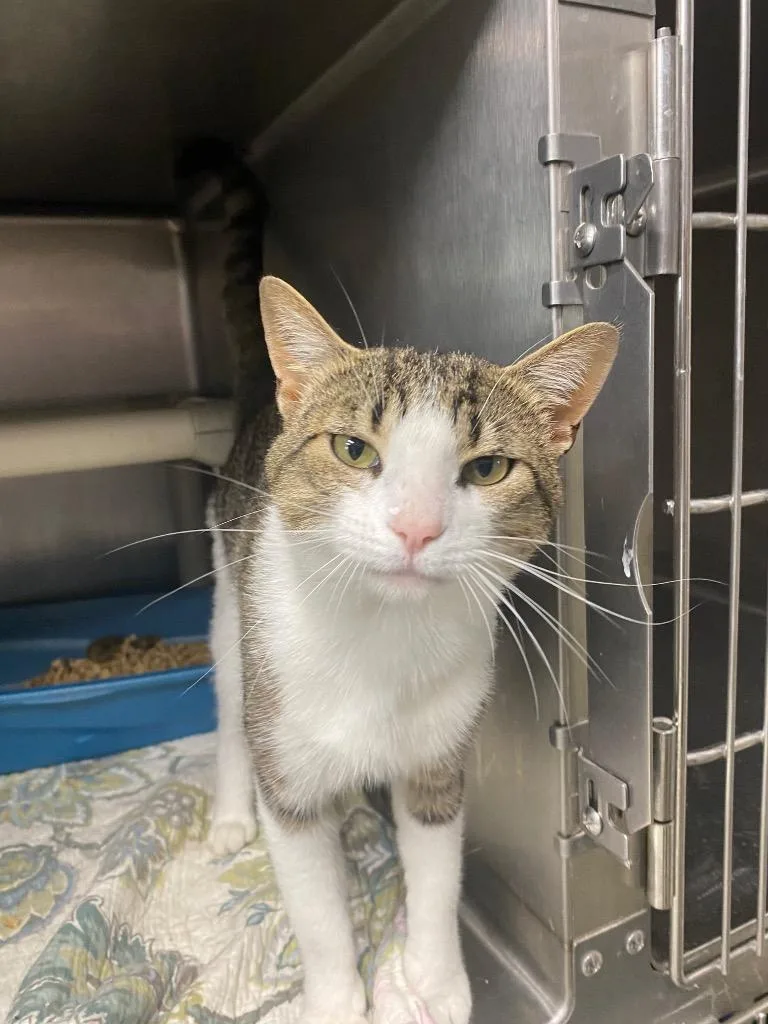 An adult large-sized male Domestic Short Hair cat named Niko for adoption in Hopkinsville, KY