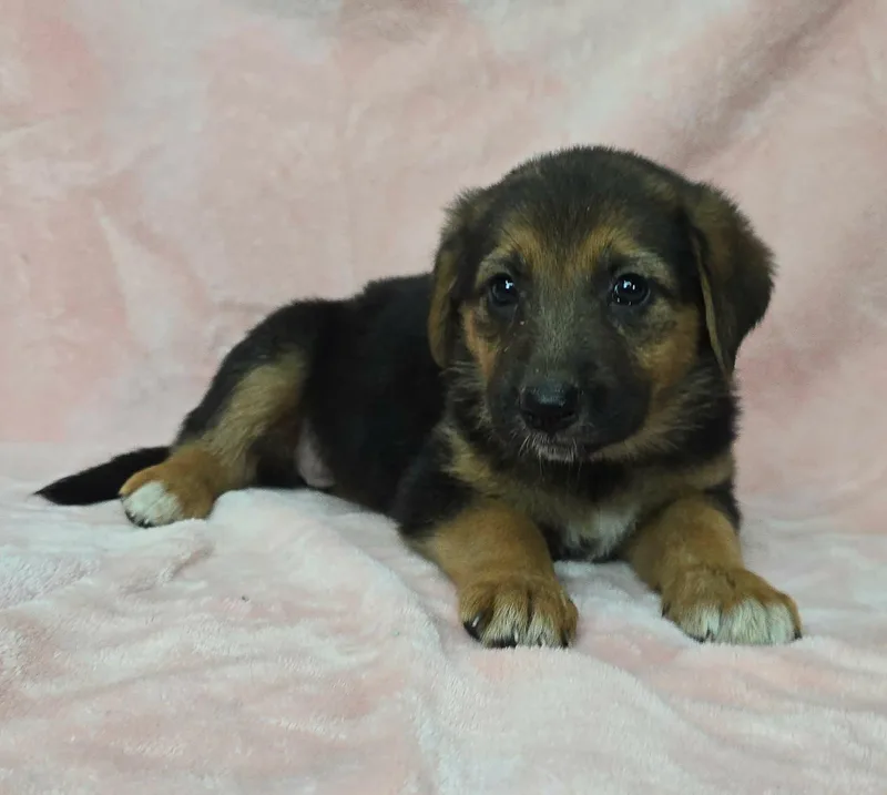 A baby medium-sized female Bicolor German Shepherd Dog dog named Apple for adoption in Newport, TN