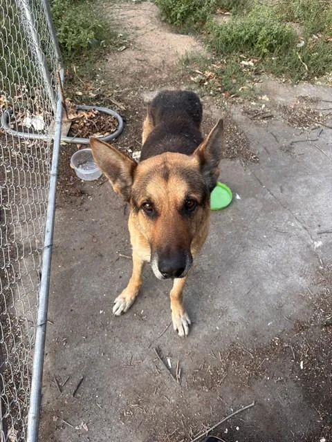 An adult large-sized male German Shepherd Dog dog named Memphis for adoption in Sacramento, CA