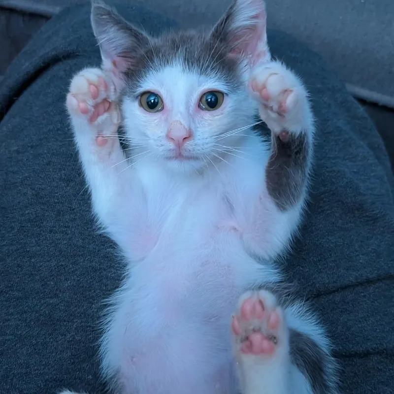 A baby small-sized male White Domestic Short Hair cat named Caesar for adoption in Reisterstown, MD