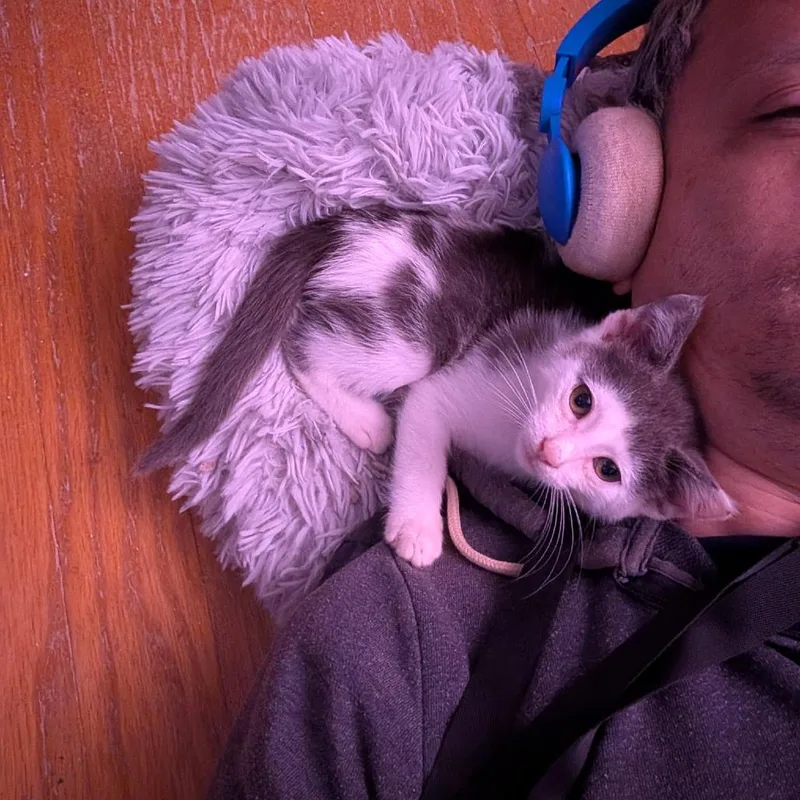 Caesar thumbnail 3