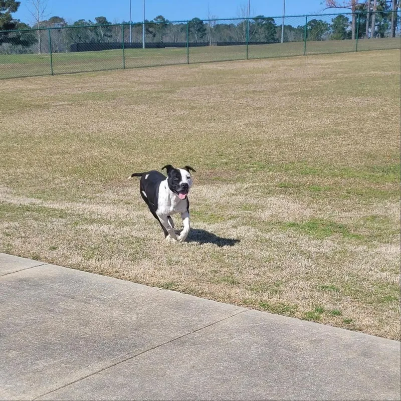 Daisy thumbnail 2
