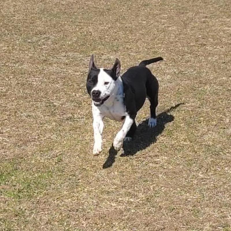 Daisy thumbnail 4