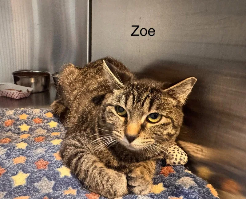 A young small-sized female Domestic Short Hair cat named Zoe for adoption in Saint George, UT
