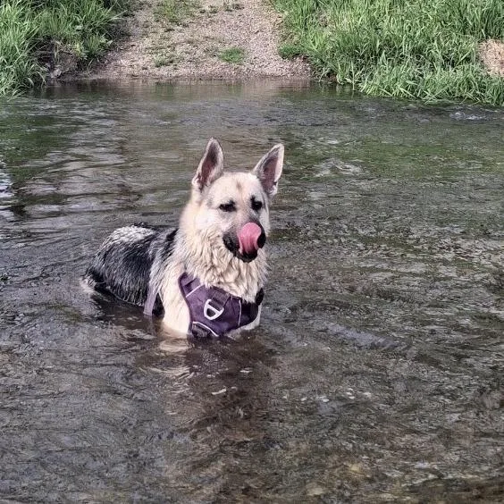 An adult small-sized female Black German Shepherd Dog dog named Valentina for adoption in Rochester, MN