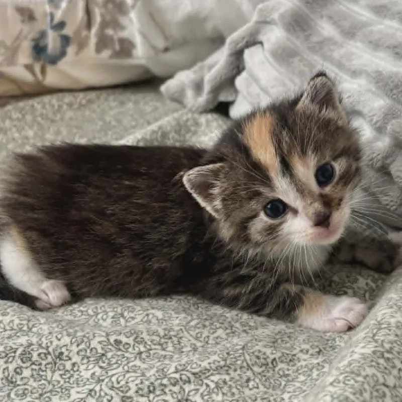 A baby small-sized female Calico Domestic Long Hair cat named Eowyn for adoption in LYLE, MN