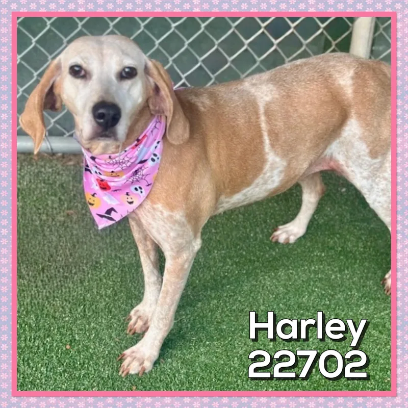 A senior medium-sized female Hound dog named Harley for adoption in Marietta, GA