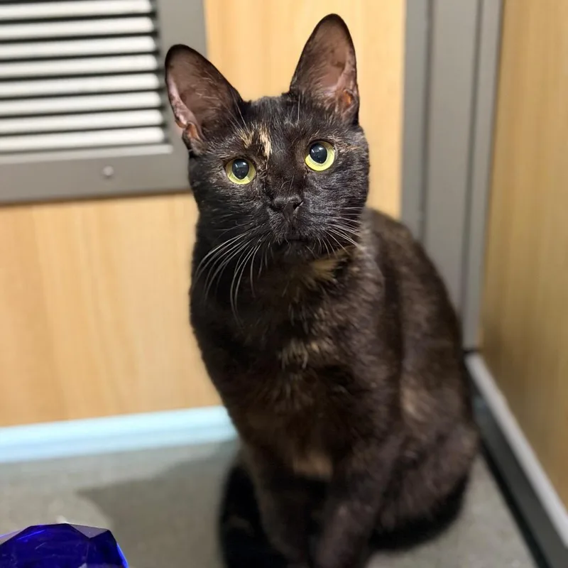 A young medium-sized female Tortoiseshell Domestic Short Hair cat named Lilly for adoption in Hemet, CA