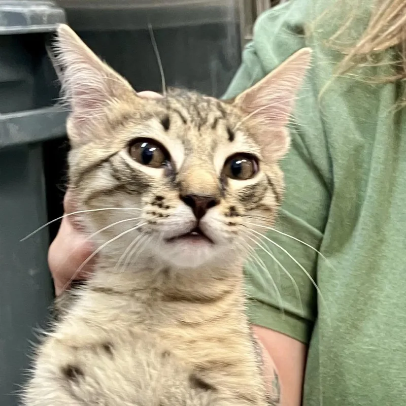 A baby small-sized male Brown / Chocolate Domestic Short Hair cat named Squeaky for adoption in Port Charlotte, FL