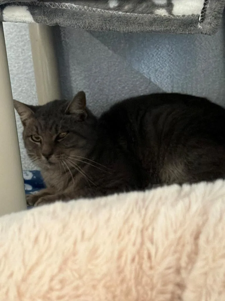 A young medium-sized male Domestic Short Hair cat named Flint for adoption in Moriarty, NM