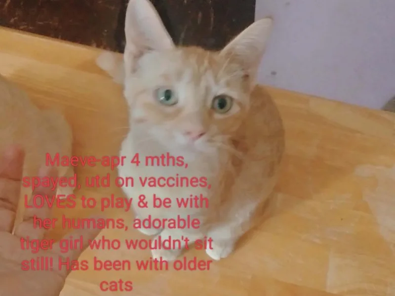 A baby medium-sized female American Bobtail cat named Maeve for adoption in Muskegon, MI