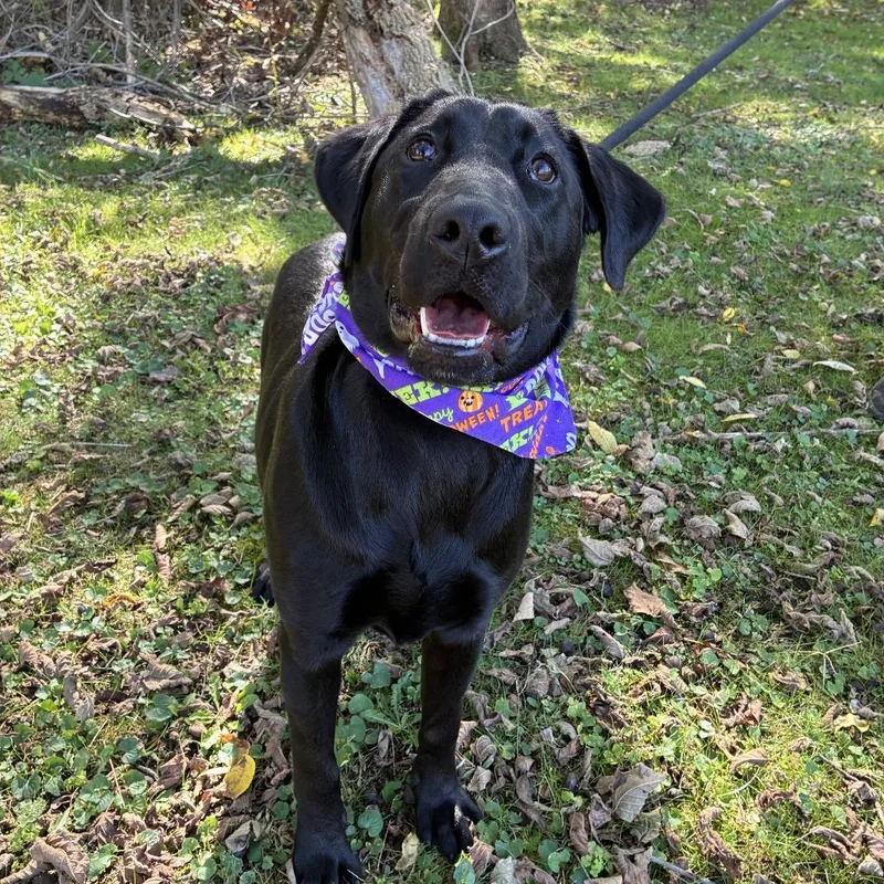A young large-sized female Black Labrador Retriever dog named Arietta for adoption in Johnson City, TN