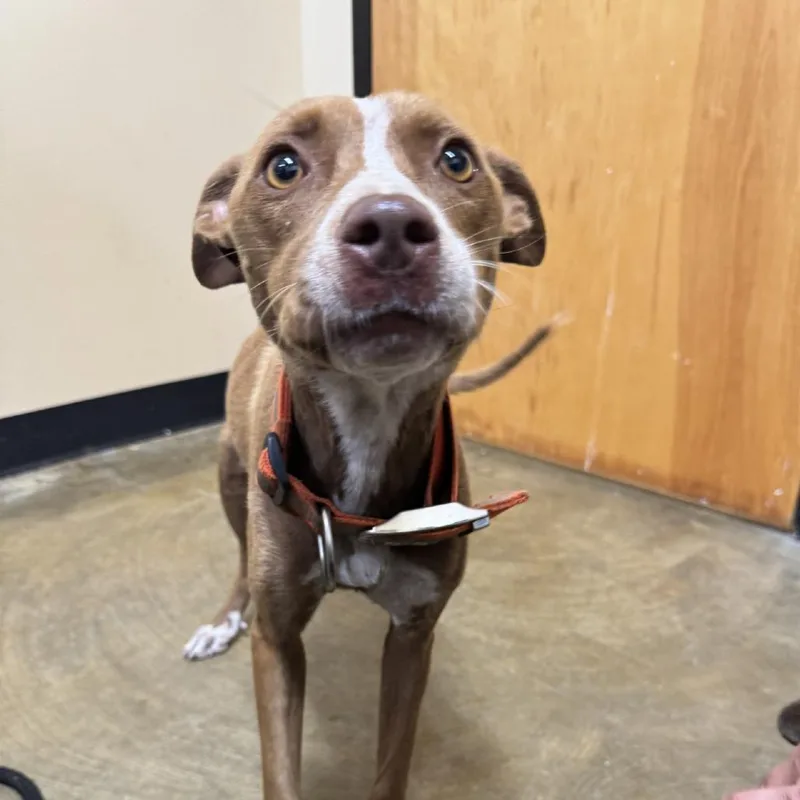 An adult medium-sized female Brown / Chocolate Mixed Breed dog named Garnetto for adoption in Corinth, MS