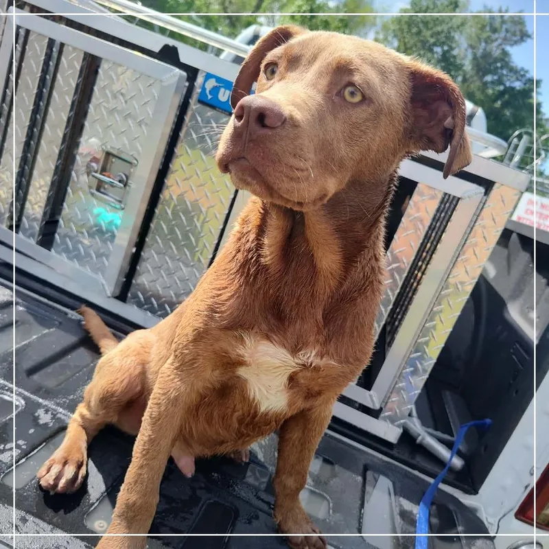 A baby small-sized male Brown / Chocolate Labrador Retriever dog named Romeo for adoption in Lyons, GA