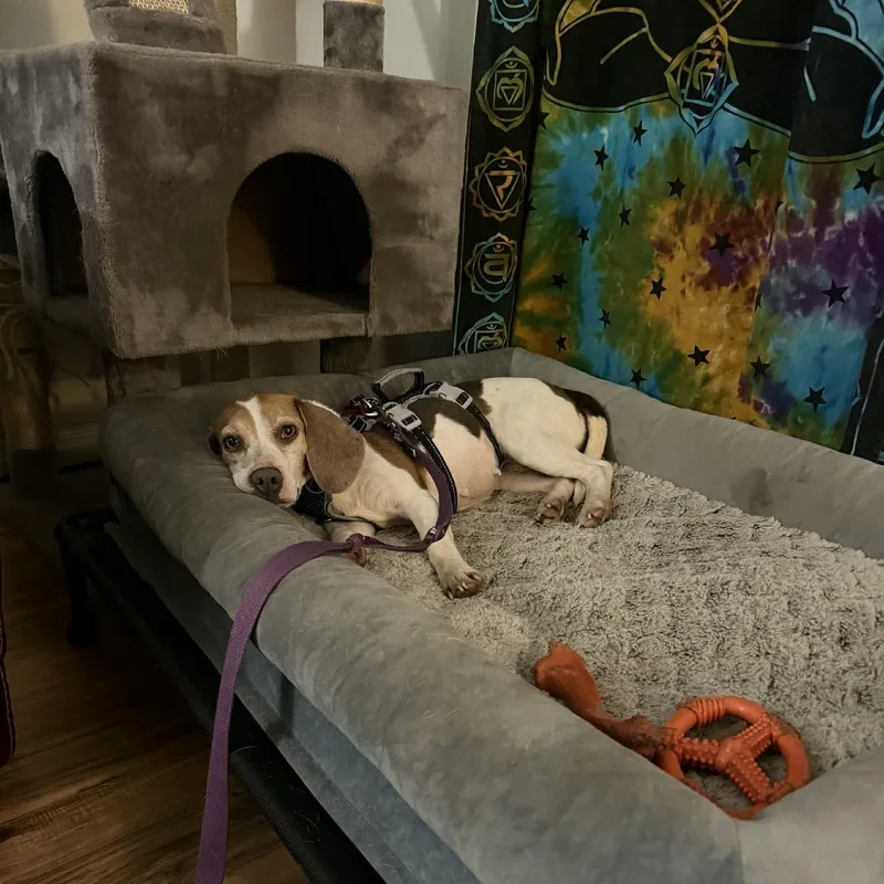 Stella Rose thumbnail 2