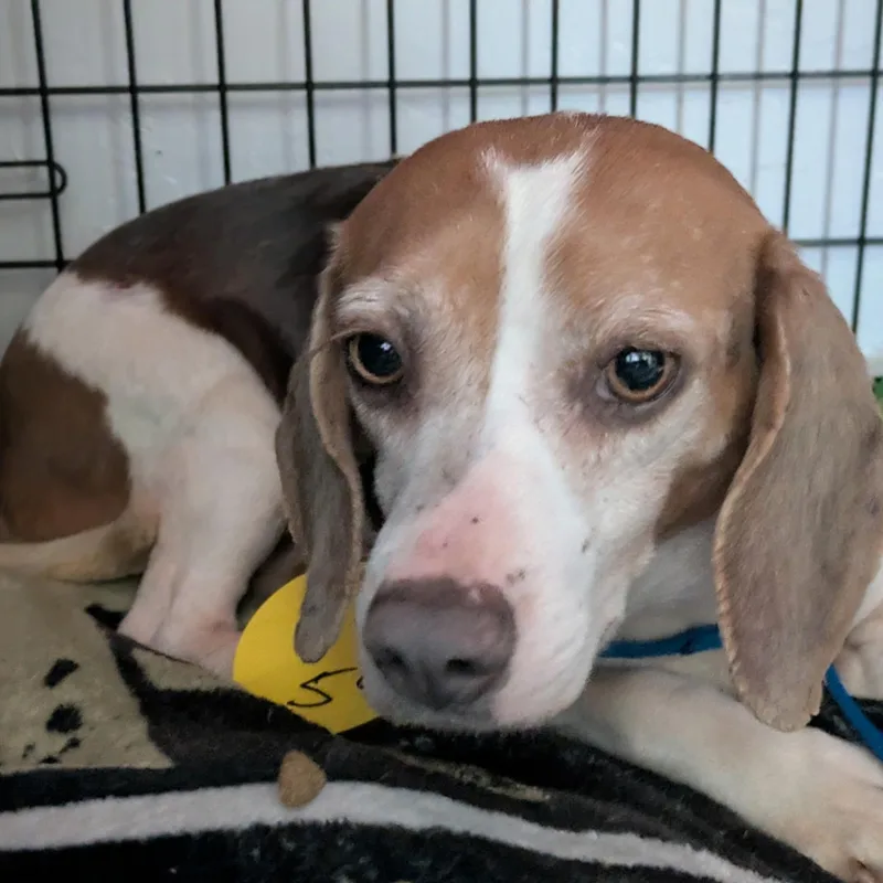 Stella Rose thumbnail 4