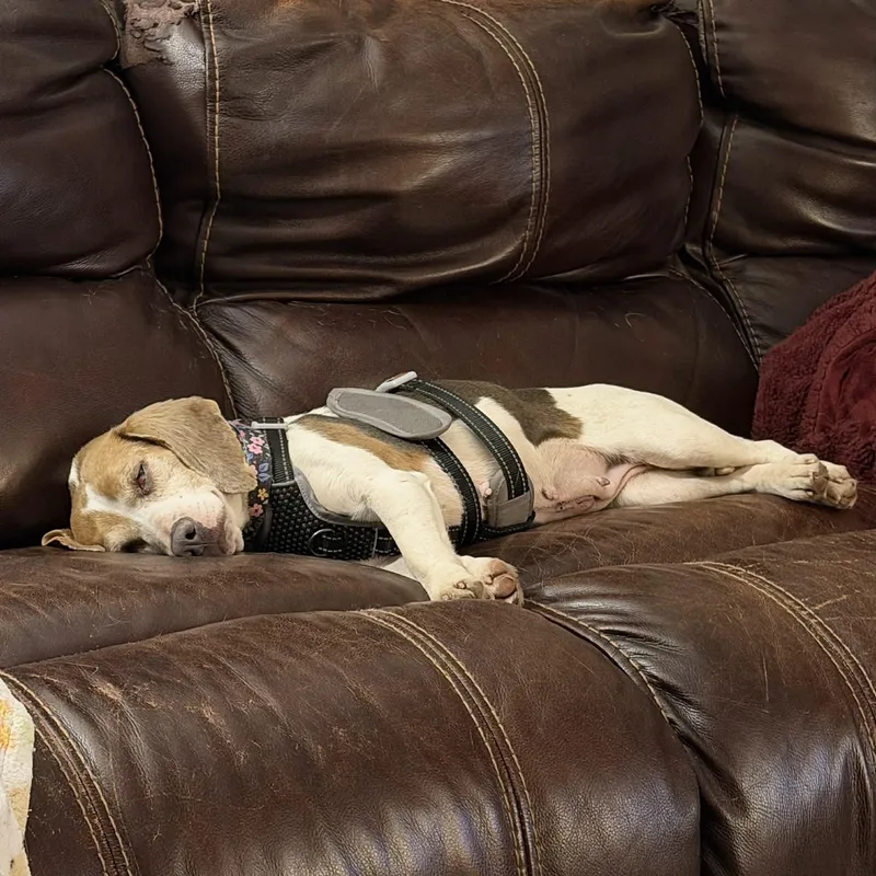 Stella Rose thumbnail 5