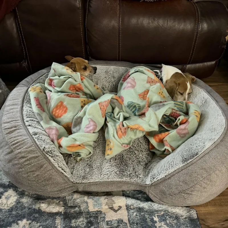 Stella Rose thumbnail 6