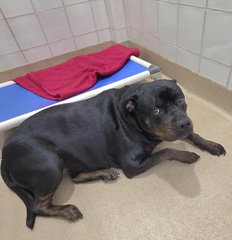 Dream