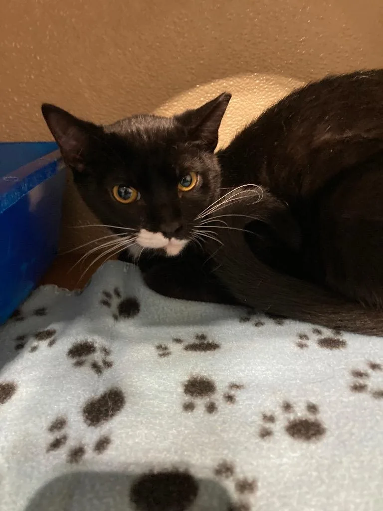 A baby medium-sized female Domestic Short Hair cat named Wicka Silo for adoption in Pierceton, IN