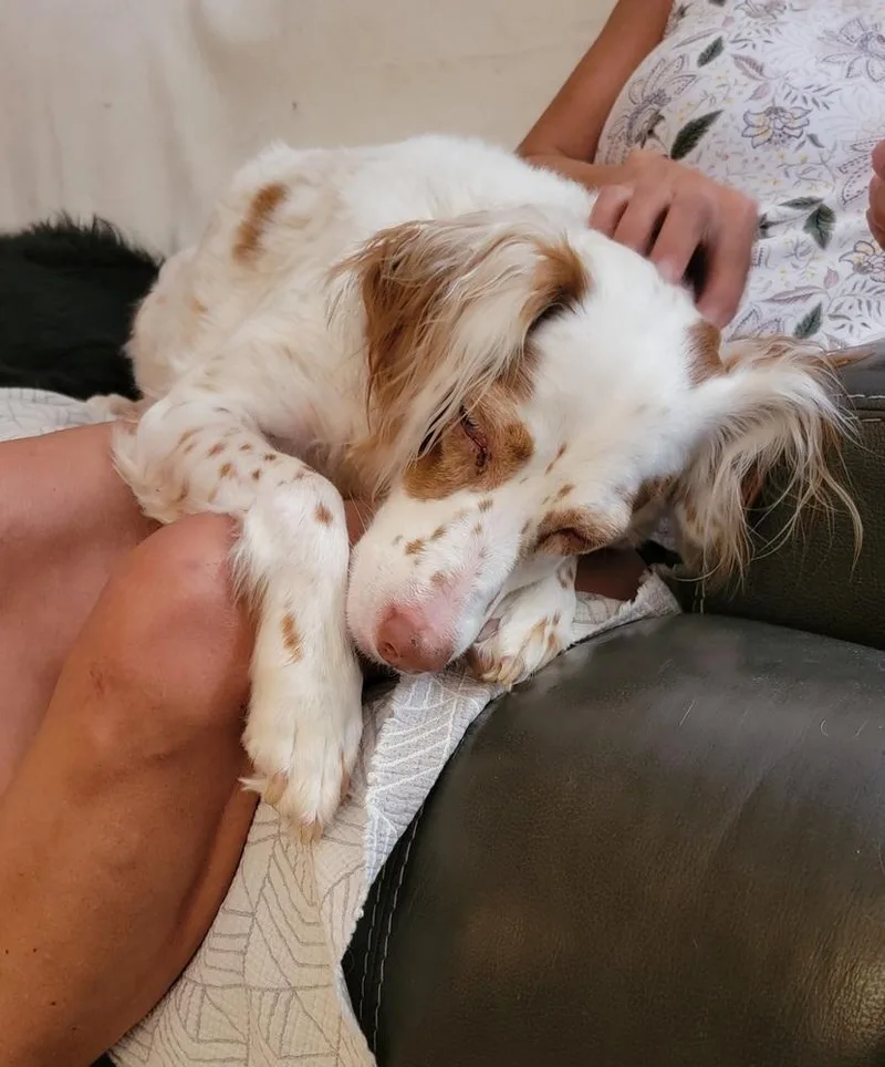 A senior medium-sized female English Setter dog named Millie for adoption in Hilliard, OH