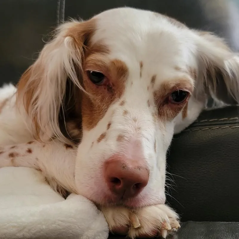 Millie thumbnail 2