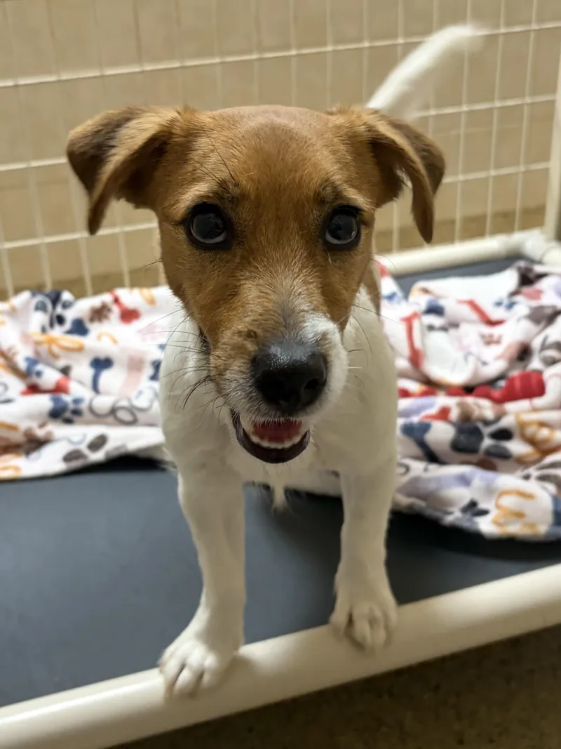 A young small-sized male Jack Russell Terrier dog named Cowboy for adoption in Kerrville, TX