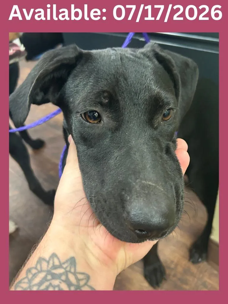 A baby medium-sized female Labrador Retriever dog named Dog Kennel Liberty for adoption in Greenville, TX