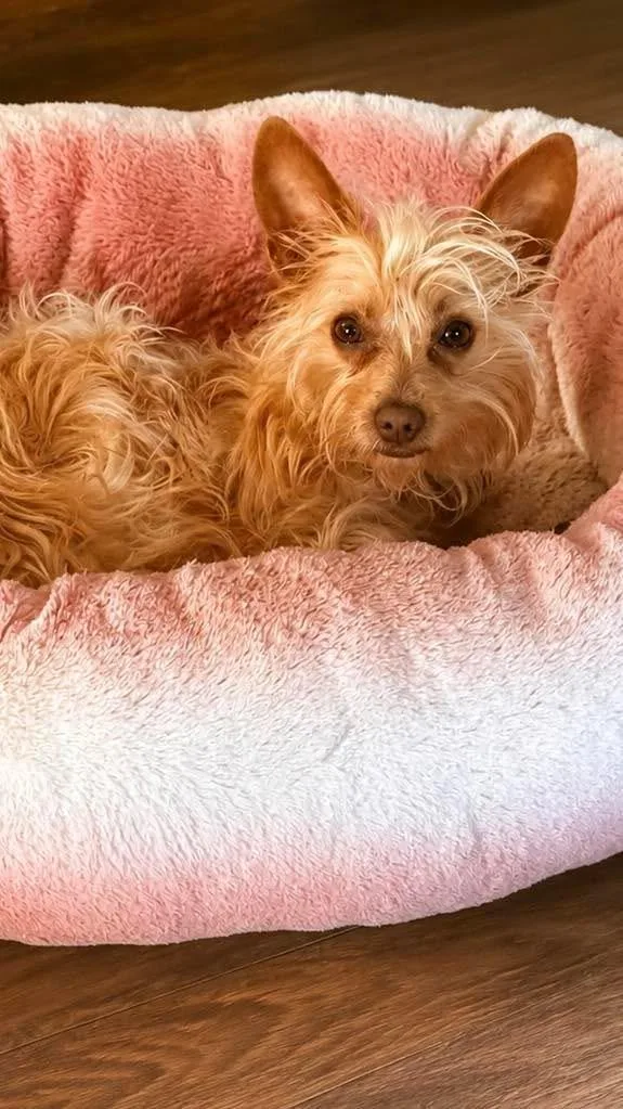 An adult small-sized female Yorkshire Terrier dog named Suki for adoption in Wappingers Falls, NY