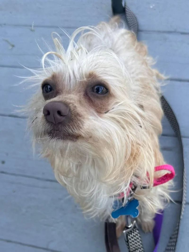 Suki thumbnail 2