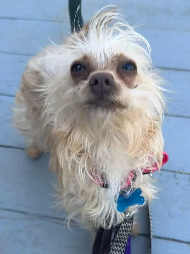 Suki thumbnail 3