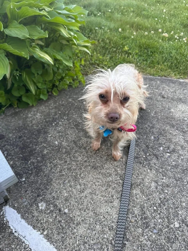 Suki thumbnail 4